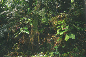 Phyllagathis tuberculata (syn. P. stonei), Genting Highlands, Selangor, Malaysia