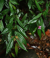 Perilimnastes  suberalata, anisophyllous stems and flower, Bach Ma NP, 1200 m asl, Hue, Vietnam