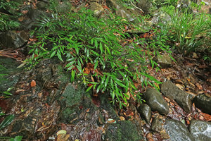 Perilimnastes  suberalata, a rheophytic plagiotropic much branched shrub on rocks, Bach Ma NP, 1200 m asl, Hue, Vietnam