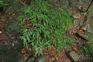 Perilimnastes suberalata, a rheophytic shrub on rocks, Bach Ma NP, 1200 m asl, Hue, Vietnam