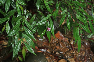 Perilimnastes  suberalata, a rheophytic shrub on rocks, plagiotropic anisophyllous shoots and terminal flower, Bach Ma NP, 1200 m asl, Hue, Vietnam