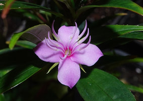 Perilimnastes  suberalata, flower at anthesis, Bach Ma NP, 1200 m asl, Hue, Vietnam