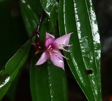 Perilimnastes  suberalata, flower close up, Bach Ma NP, 1200 m asl, Hue, Vietnam