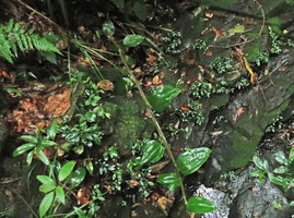 Perilimnastes suberalata, young plants and seedlings on rocks, Bach Ma NP, 1200 m asl, Hue, Vietnam