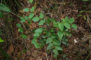 Phyllanthus bupleuroides var. latiaxialis, adult branched individual, Col d&#039;Amieu, New Caledonia