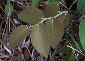 Phyllanthus bupleuroides var. latiaxialis, axillary winged stem with alternate leaves subtended by persistant stipules, Col d&#039;Amieu, New Caledonia