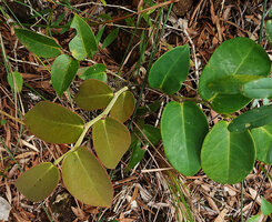 Phyllanthus bupleuroides var. latiaxialis, Col d&#039;Amieu, New Caledonia