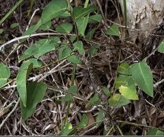 Phyllanthus bupleuroides var. latiaxialis, main woody stem bearing erect spiny short cataphylls and axillary almost herbaceous winged leafy stems, Col d&#039;Amieu, New Caledonia