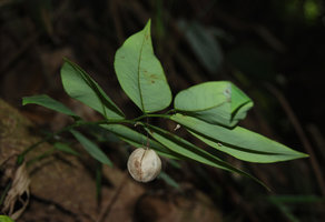 Phyllanthus elegans, inflated capsular fruit at the distal part of lateral branches, Phou Hin Poun, Khammouane, Laos