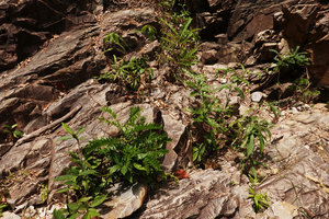 Phyllanthus oxyphyllus as a rheophyte on rocks of river bed during the dry season, Temurun waterfall, Langkawi, Malaysia