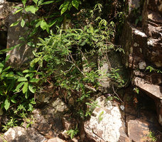 Phyllanthus oxyphyllus as a rheophyte on vertical rocks submerged during floods ,Temurun waterfall, Langkawi, Malaysia