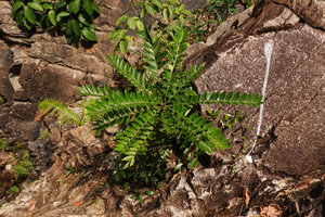 Phyllanthus oxyphyllus,Temurun waterfall, Langkawi, Malaysia