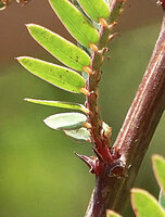 Phyllanthus lawii, a stipular spine on each side of the leaf reduced to a small brown cataphyll axilling the leafy shoot, Kabini river, Kerala, India