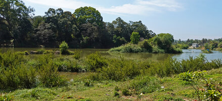 Phyllanthus lawii, dense population covering the banks of the Kabini river, Kerala, India