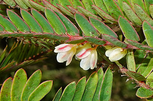Phyllanthus lawii, flowers, Kabini river, Kerala, India