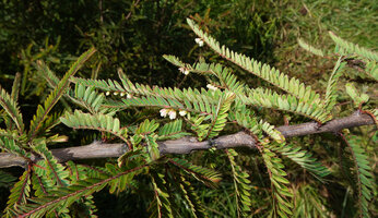 Phyllanthus lawii, groups of 3 to 5 successive leafy flowering stems, the first one issued from the axil of the small cataphyll with stipular spines, Kabini river, Kerala, India