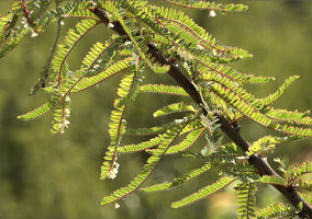 Phyllanthus lawii, groups of leafy flowering stems along the erect main woody stem, Kabini river, Kerala, India