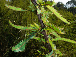Phyllanthus lawii, main spiny woody stem bearing groups of successive axillary leafy shoots, Kabini river, Kerala, India
