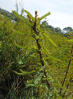 Phyllanthus lawii, main woody stem with groups of successive axillary leafy shoots, Kabini river, Kerala, India