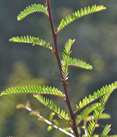 Phyllanthus lawii, proximal upper part of the main stem with long internodes, each small cataphyll with its lateral stipular sines axilling the first leafy shoot, Kabini river, Kerala, India