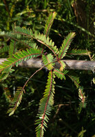 Phyllanthus lawii, successive axillary leafy shoots issued from the axil of the small cataphyll along the main stem, each of these axillary shoots separated by a very short internode, Kabini river, Kerala, India