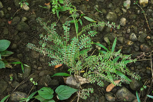 Phyllanthus liebmannianus as emersed rheophyte among pebbles on the banks of a fast flowing stream, San Ignacio, Belize
