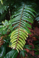 Phyllanthus mimosoides, lateral branched horizontal stem similar to a fern frond but exhibiting a new pale green apical growth, Petit Bras David, Basse Terre, Guadeloupe