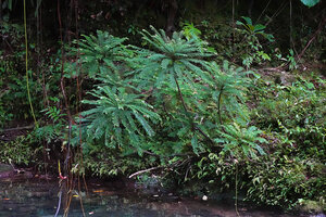 Phyllanthus mimosoides, population on steep river bank, Petit Bras David, Basse Terre, Guadeloupe
