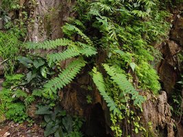 Phyllanthus mirabilis on limestone rock, Krabi, Thailand