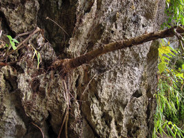 Phyllanthus mirabilis, trunk base firmly anchored by root system to  limestone rock, Krabi, Thailand