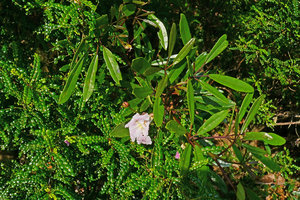 Phyllanthus myrtilloides and Tabebuia moaensis, two rheophytic shrubby species, Alejandro de Humboldt NP, Cuba.jpeg