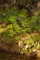 Phyllanthus myrtilloides in its rheophytic habitat, Alejandro de Humboldt NP, Cuba.jpeg