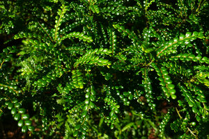 Phyllanthus myrtilloides, lateral plagiotropic stems bearing small entire shiny leaves, Alejandro de Humboldt NP, Cuba.jpeg