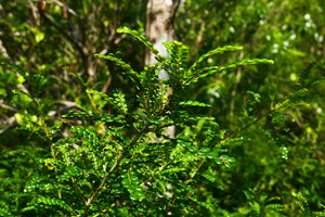 Phyllanthus myrtilloides, plagiotropic leafy shoots, Alejandro de Humboldt NP, Cuba.jpeg