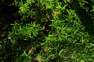 Phyllanthus myrtilloides, population on river banks, Alejandro de Humboldt NP, Cuba.jpeg
