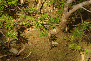 Phyllanthus myrtilloides, seedlings on vertical earth slope in its rheophytic habitat, Alejandro de Humboldt NP, Cuba.jpeg