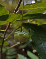 Meineckia acuminata, hanging mature capsular fruit, way to Bondwa Peak, 1400 m asl, Uluguru Mts, Tanzania