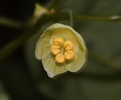Meineckia acuminata, male flower, way to Bondwa Peak, 1400 m asl, Uluguru Mts, Tanzania