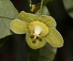 Meineckia acuminata, one female flower with stigmas fully exposed at anthesis, way to Bondwa Peak, 1400 m asl, Uluguru Mts, Tanzania