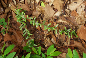 Phyllanthus taxodiifolius, arching stems growing apically under leaf litter and rooting at their tip, Khon Kaen, Thailand, June 2016