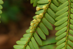 Phyllanthus taxodiifolius, female flowers, Khon Kaen, Thailand, June 2016