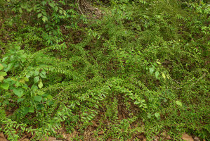Phyllanthus taxodiifolius, vegetative population due to the arching stems rooting at their tip like many Rubus, Khon Kaen, Thailand, June 2016