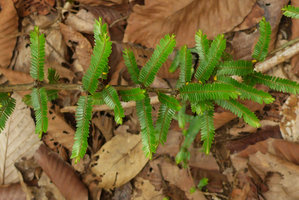 Phyllanthus taxodiifolius, woody arching stem and lateral phyllomorhic stems with tiny green leaves, Khon Kaen, Thailand, June 2016