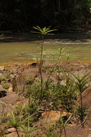 Phyllanthus watsonii in its rheophytic habitat, Endau Rompin, Malaysia