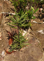 Phyllanthus watsonii, one main stem and new basal shoots, Endau Rompin, Malaysia