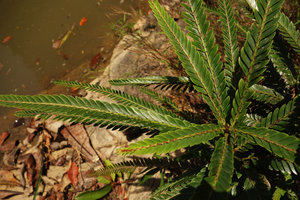 Phyllanthus watsonii, plagiotropic lateral branches covered by tiny entire leaves, Endau Rompin, Malaysia