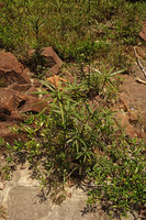 Phyllanthus watsonii, potentially immortal due to repetitive basal sprouting, like many other rheophytes, Endau Rompin, Malaysia