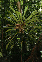 Phyllobotryon spathulatum, accumulation of leaf litter at the top of the apical rosette of leaves, Munda forest, Gabon
