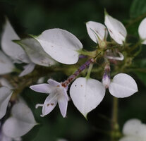 Phyllopentas schumanniana inflorescence, tubular hairy corolla with one white enlarged calyx lobe, way to Bondwa Peak, 1400 m asl, Uluguru Mts, Tanzania