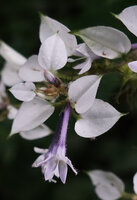 Phyllopentas schumanniana, tubular corolla with one white enlarged calyx lobe, way to Bondwa Peak, 1400 m asl, Uluguru Mts, Tanzania